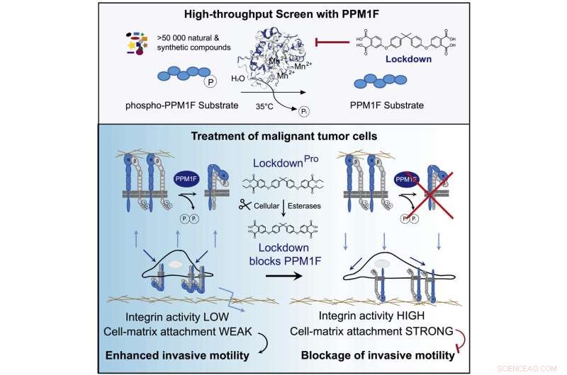 Novel Small-Molecule Inhibitor Prevents Tumor Cell Migration | Cell Chemical Biology