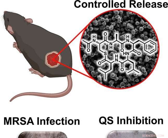 Synthetic Peptide Blocks Communication in Drug-Resistant Staphylococcus