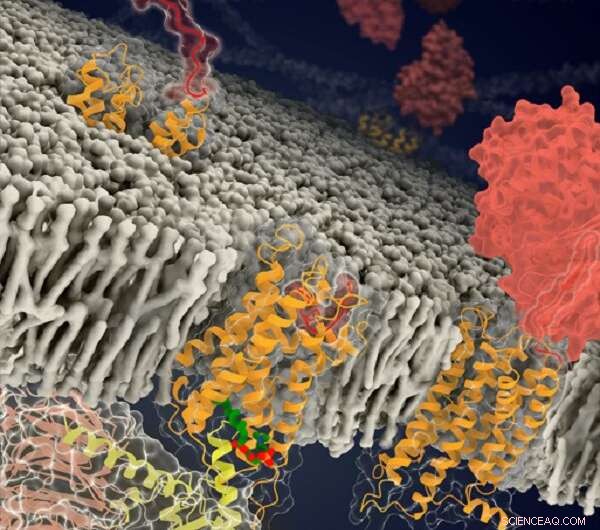 Unraveling Orphan GPCR Activation: Structural Insights into ADGRF1