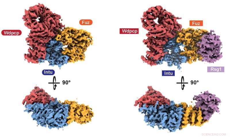 Cilia Assembly: Structural Insights into the Human CPLANE Complex