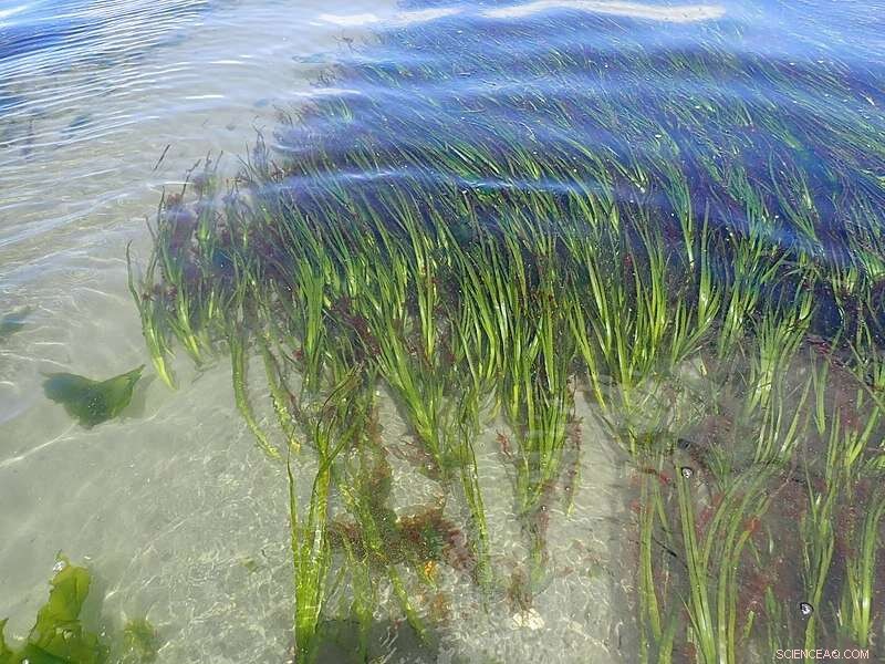 Eelgrass Beds: Key to Fish Stock Resilience - UiA Study