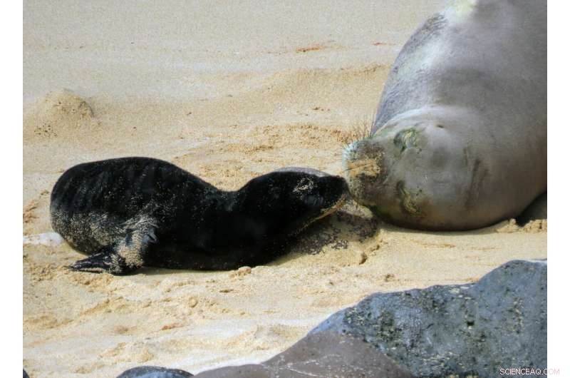 Rare Hawaiian Monk Seal Pup Emerges - A Protected Species Moment
