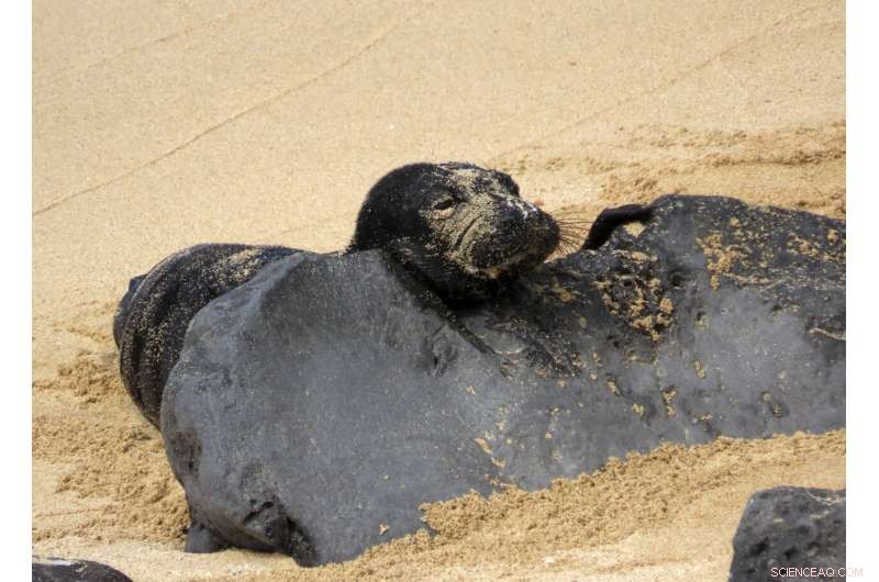 Rare Hawaiian Monk Seal Pup Emerges - A Protected Species Moment