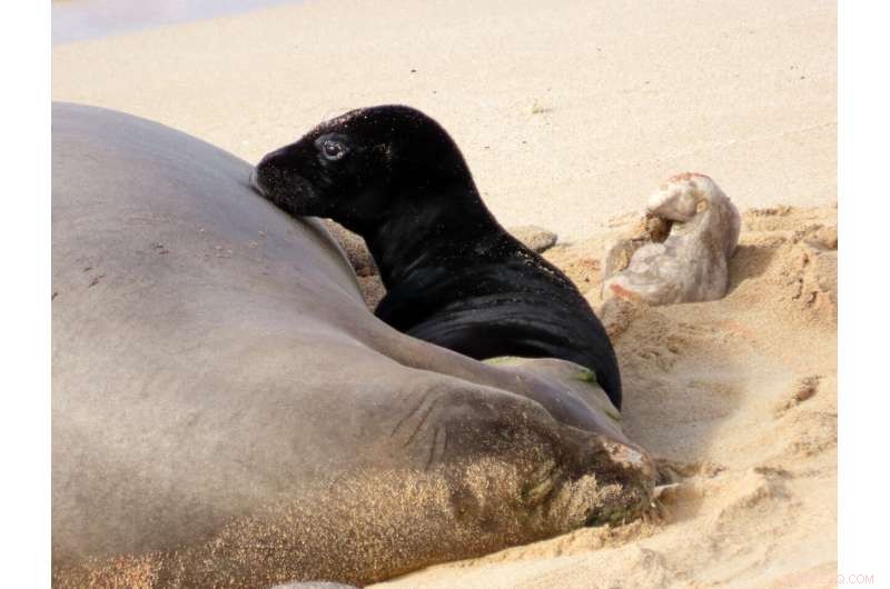 Rare Hawaiian Monk Seal Pup Emerges - A Protected Species Moment