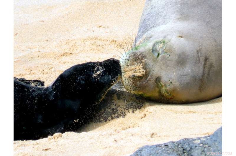 Rare Hawaiian Monk Seal Pup Emerges - A Protected Species Moment