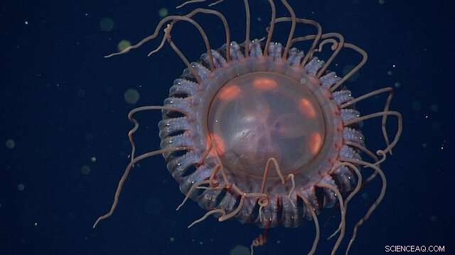 New Deep-Sea Crown Jelly Species Discovered in Monterey Bay