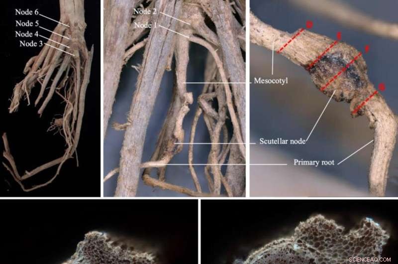 Unlocking Corn s Past: Ancient Root Analysis for Modern Crop Improvement