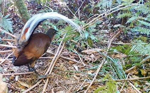 Lyrebird Song Composition: New Research Reveals Complex Vocal Skills