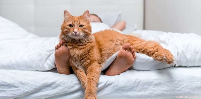 Understanding & Addressing Early Morning Cat Wake-Up Calls