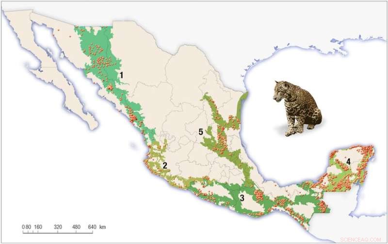 Jaguar Reintroduction to the US Southwest: Habitat & Conservation