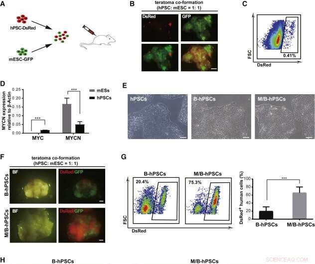 Human-Animal Chimerism: Generating Functional Human Blood Cells with iPSCs