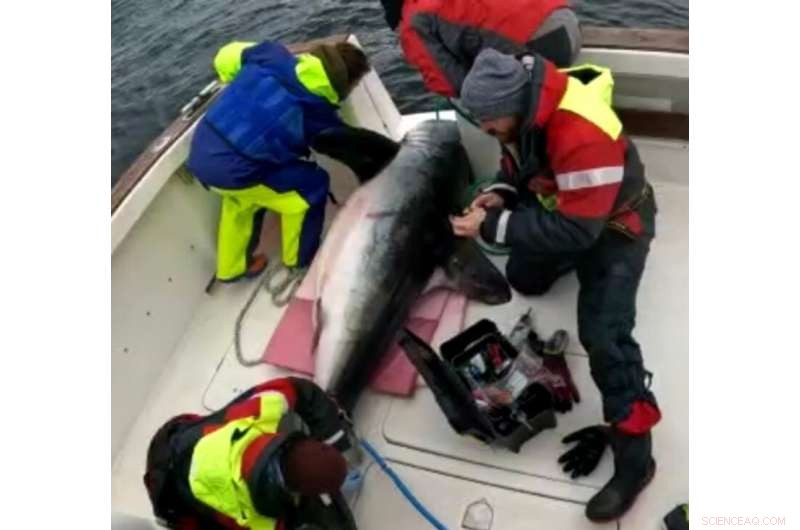Record-Breaking Porbeagle Shark Tagged Off Donegal Coast