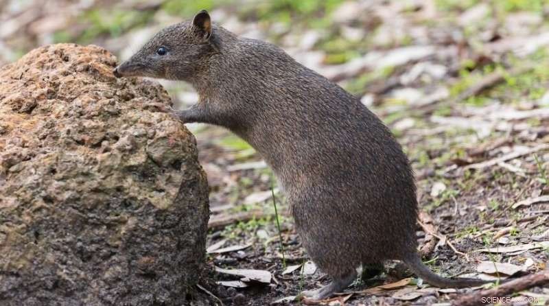 Murdoch University Study to Address Sarcoptic Mange in Roleystone Quenda