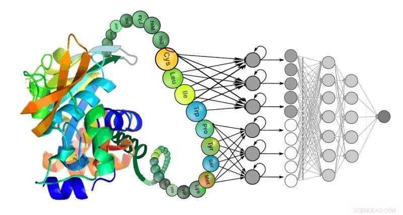 Deep Learning Models Decode Protein Functionality: A New Study