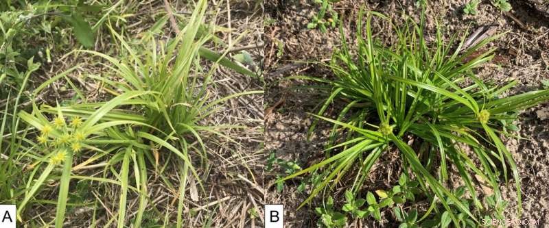 Harmful Bacteria Found in Common US Weed – A New Threat to Crops