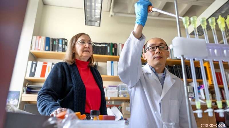 Cornell Scientists Revive Ancient Enzymes for Enhanced Photosynthesis