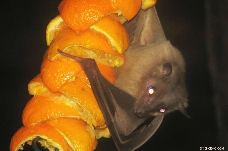 Egyptian Fruit Bats Use Echolocation in Daylight – New Research