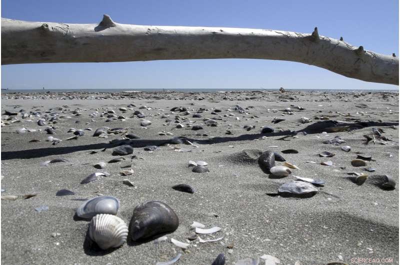 Adriatic Ecosystems: Climate Resilience vs. Human Impact on Mollusks