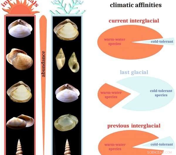Adriatic Ecosystems: Climate Resilience vs. Human Impact on Mollusks
