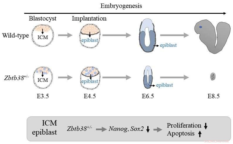 ZBTB38 Gene Deletion and Early Embryonic Death: A Study on Epigenetic Impact