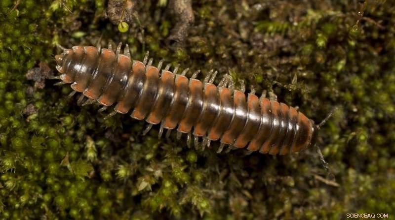 New Millipede Species Named After Taylor Swift