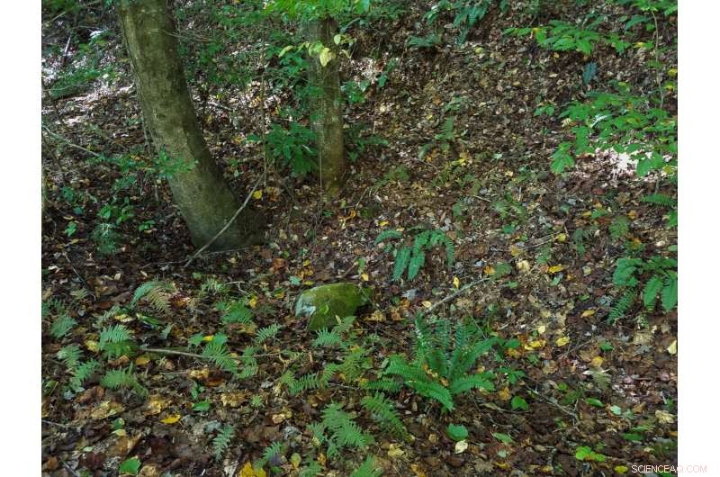 New Millipede Species Named After Taylor Swift