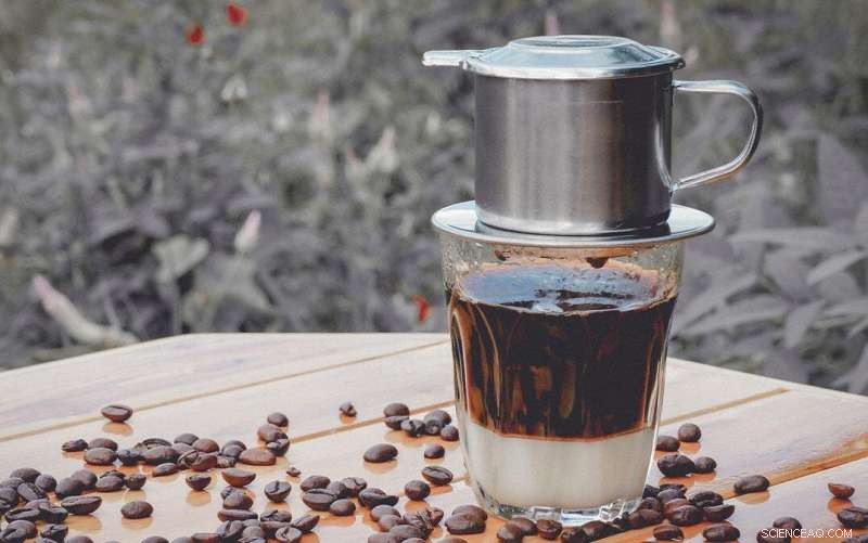 Coffee Leaf Rust: New Research on Disease Spread