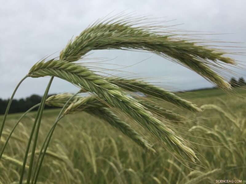 Winter Rye Varieties: Choosing the Right Crop for Your Climate
