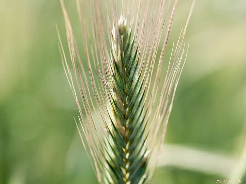 Winter Rye Varieties: Choosing the Right Crop for Your Climate