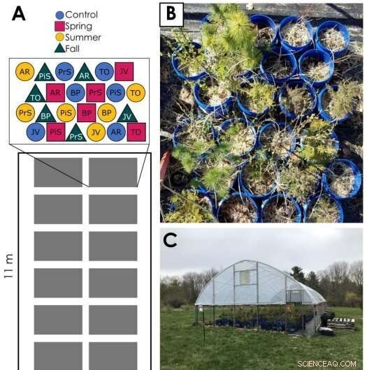 Drought Resilience in Trees: New Research on Species Variation