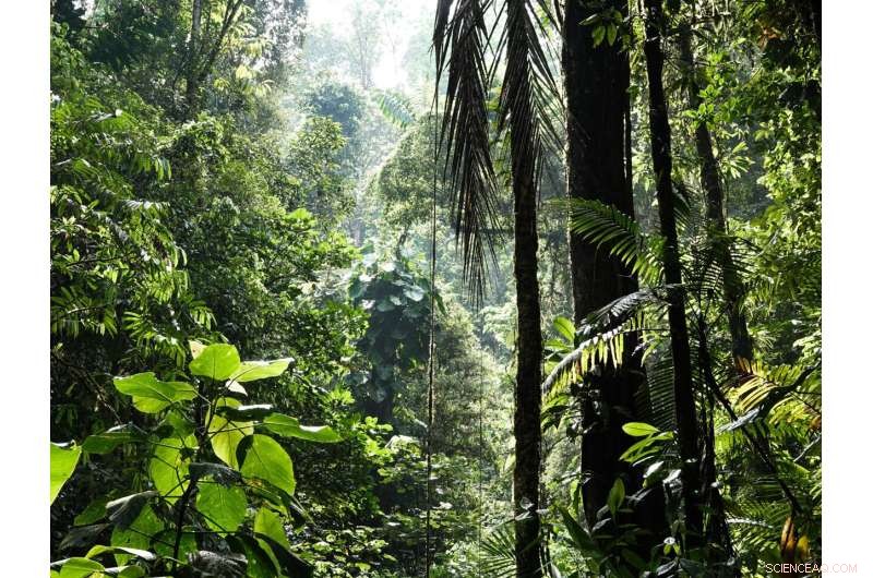 Understanding Plant Coexistence: The Role of Resource Partitioning