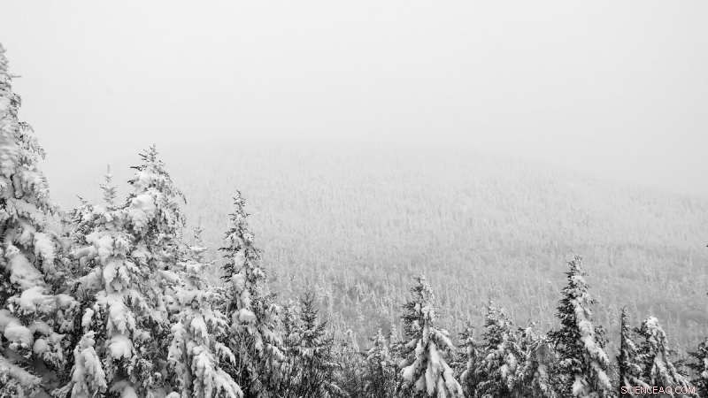 Tracking Snowpack with Tree-Mounted Accelerometers: A New Hydrology Approach