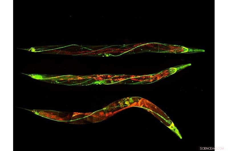 Autophagy & Cellular Health: Understanding the Link to Longevity