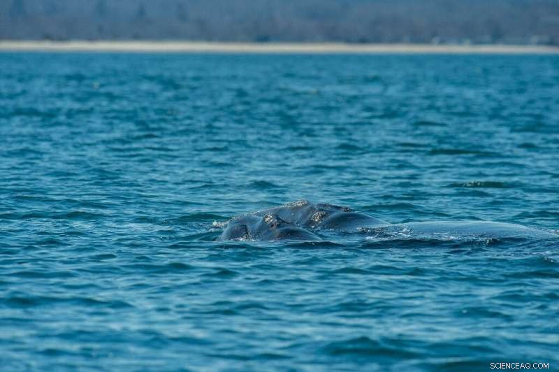 North Atlantic Right Whales Spotted in Cape Cod: A Rare Sighting
