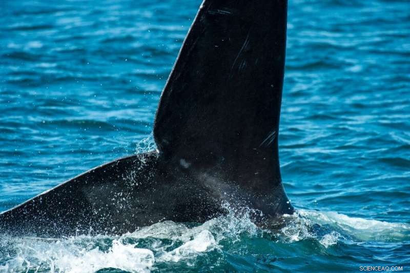 North Atlantic Right Whales Spotted in Cape Cod: A Rare Sighting