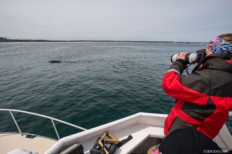 North Atlantic Right Whales Spotted in Cape Cod: A Rare Sighting
