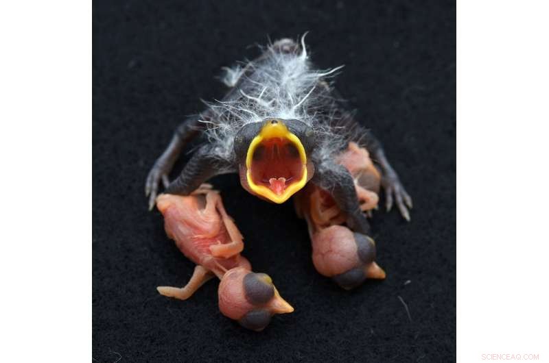 Cuckoo Finch Egg Mimicry: Is the Evolutionary Scam Ending?