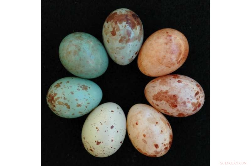 Cuckoo Finch Egg Mimicry: Is the Evolutionary Scam Ending?