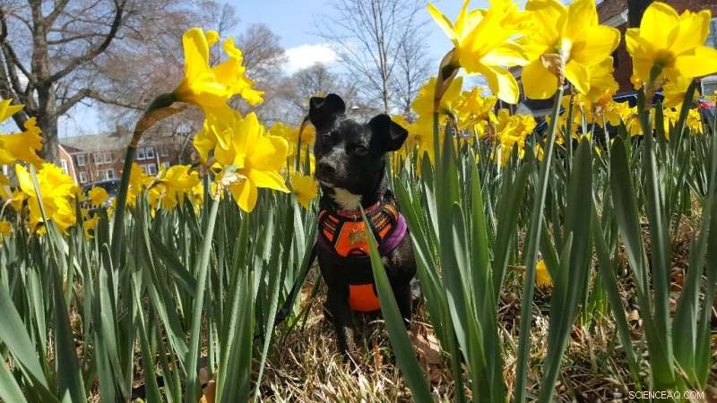 Dog DNA Tests: What You Need to Know - Breed, Health & More