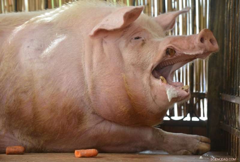 Decoding Pig Emotions: Researchers Translate Oinks & Grunts for Animal Welfare