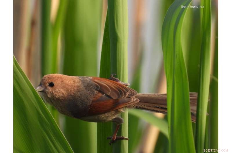 Impact of Human Activity on Tropical Bird Populations in Hainan