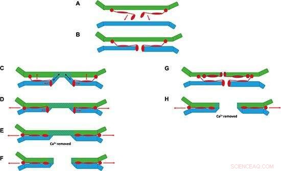 COVID-19 Infection Mechanism: New Insights into Viral Entry