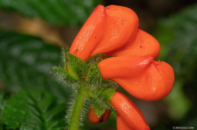 Gasteranthus extinctus: Rediscovered Cloud Forest Wildflower - Conservation Status