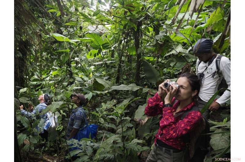 Gasteranthus extinctus: Rediscovered Cloud Forest Wildflower - Conservation Status