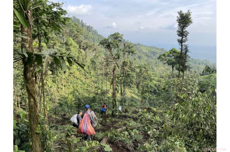 Gasteranthus extinctus: Rediscovered Cloud Forest Wildflower - Conservation Status