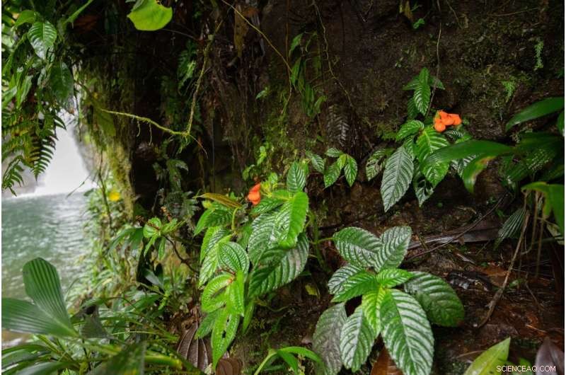 Gasteranthus extinctus: Rediscovered Cloud Forest Wildflower - Conservation Status