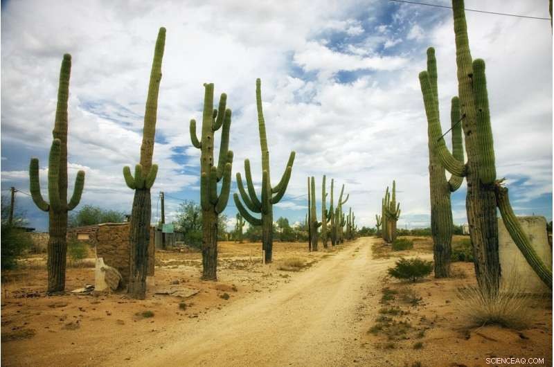 Climate Change Threatens Cactus Survival: Species at Risk Rising