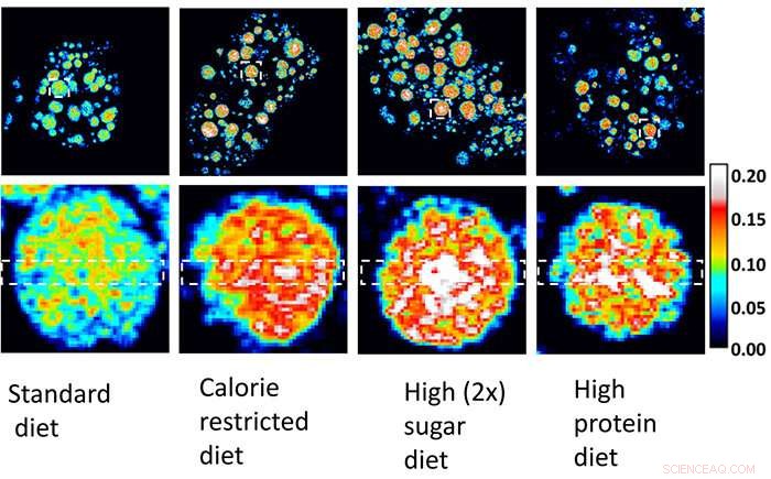 High-Resolution Imaging Reveals Fat Storage Dynamics in Fruit Flies