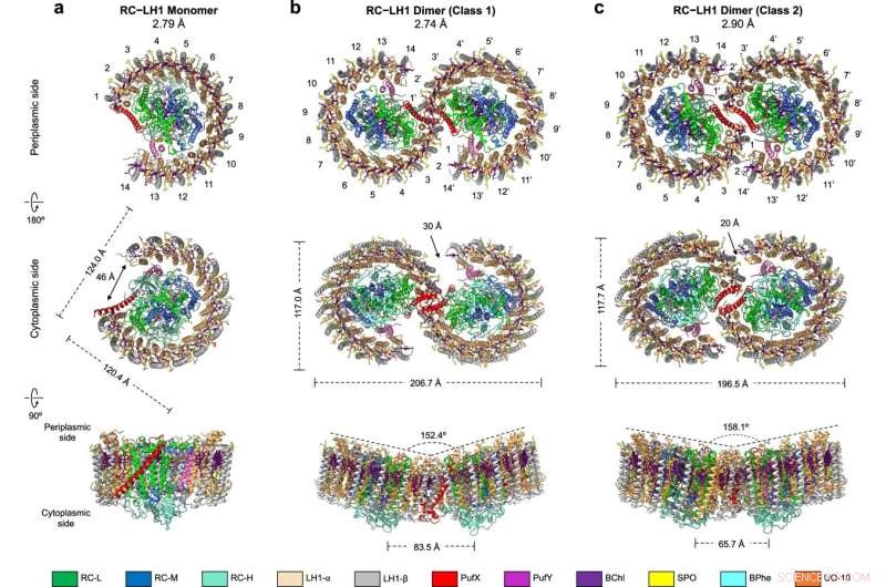 Cryo-EM Reveals Structures of Key Proteins in Microbial Photosynthesis