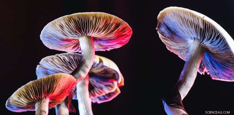 Fungal Communication: Do Mushrooms  Talk  to Each Other?